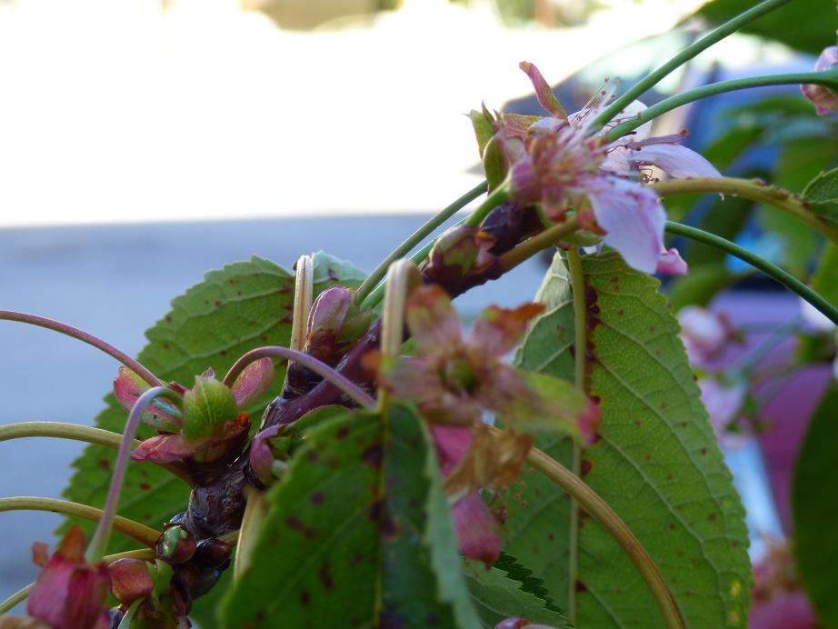 Fioritura ciliegio a ottobre?!?!?